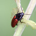 20110519 2973RMw [D~MI] Insekt, Großes Torfmoor, Hille