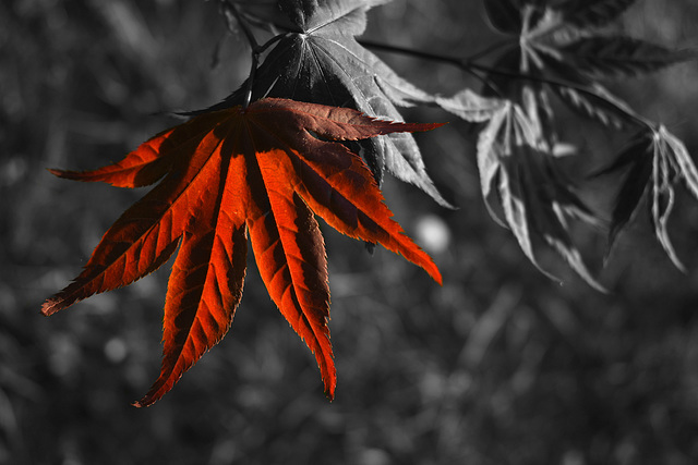 The Red Leaf