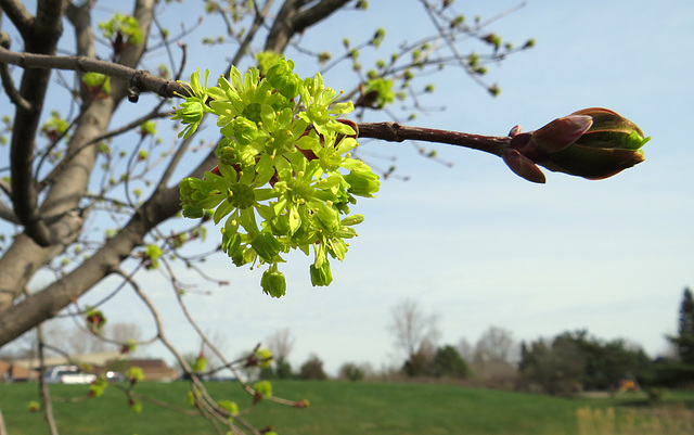 Norway maple flowers