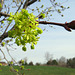 Norway maple flowers