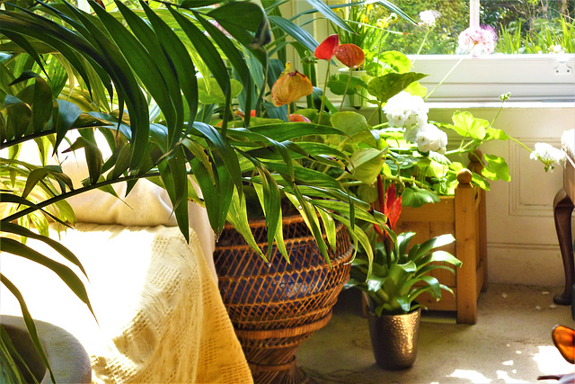 The sun on my lounge flowers