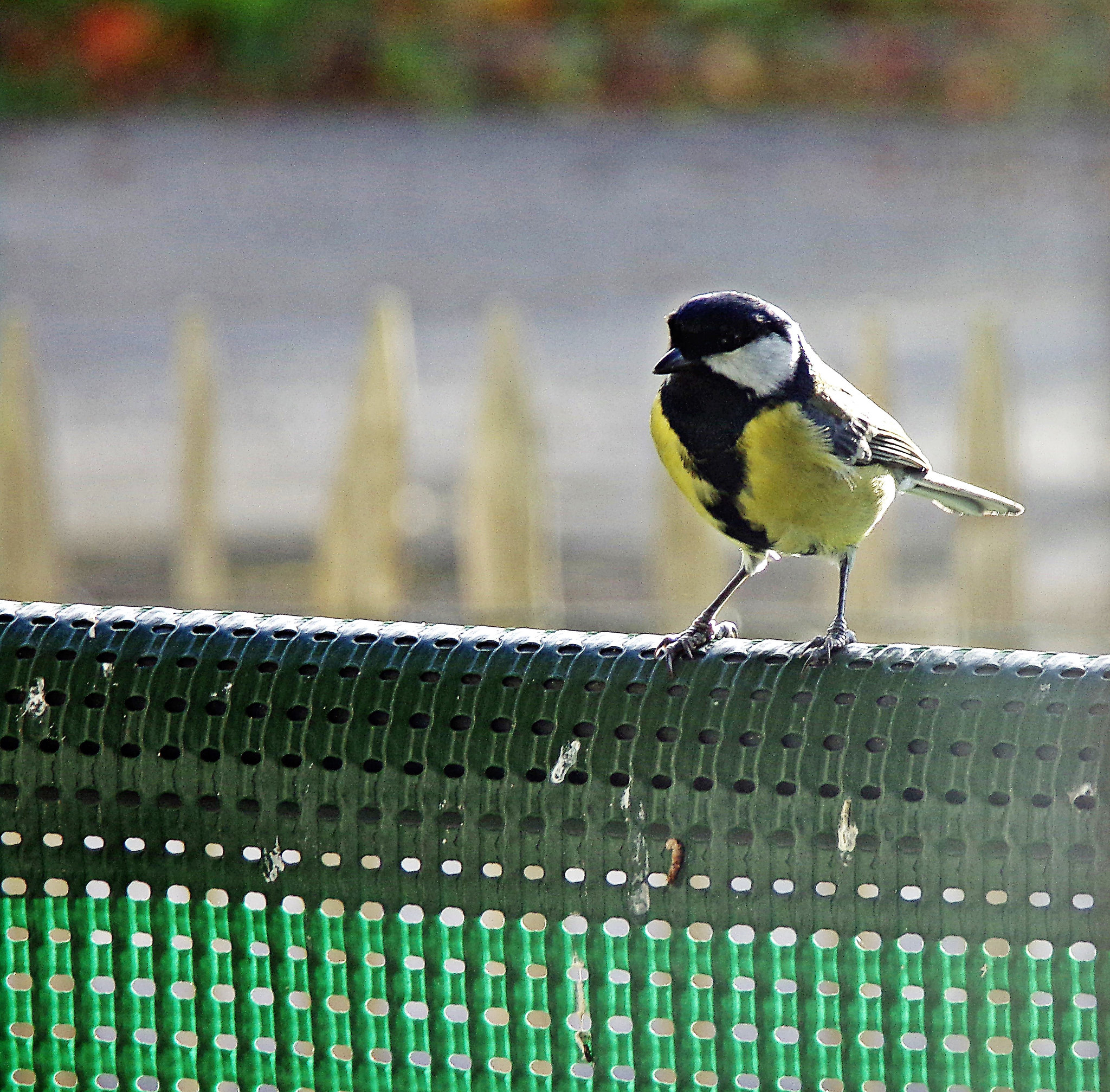 la mésange charbonnière