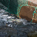 Alaska, A Lot of Salmons are Trying to Get through a Dam on a Creek of Solomon Gulch