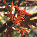 Oak Leaves Turning