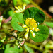 20230531 0484CPw [D~LIP] Kleiner Klee (Trifolium dubium agg), UWZ, Bad Salzuflen