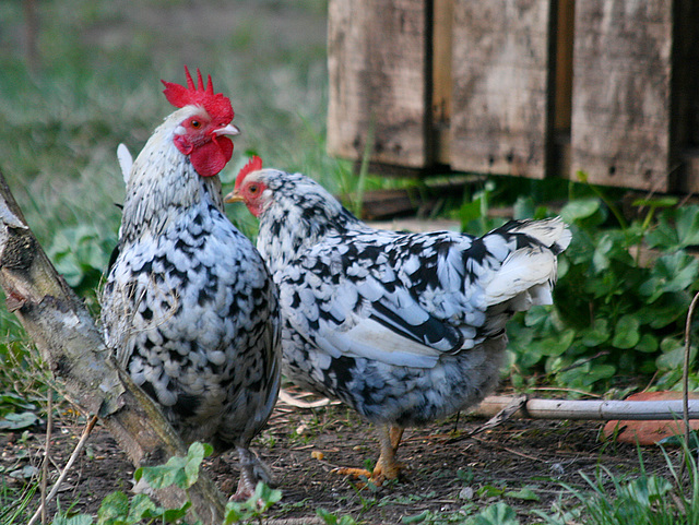 Raoul et Germaine