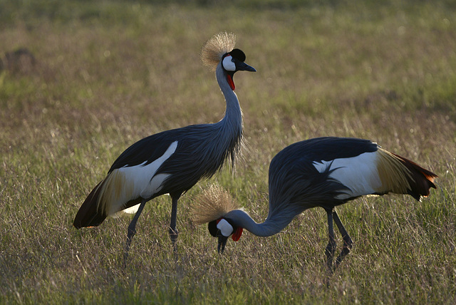 Balearica regulorum.