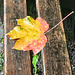 herbstlich im August