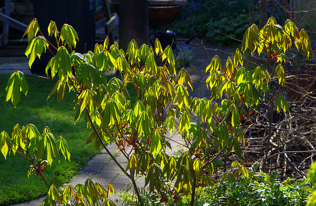 Bottlebrush Buckeye