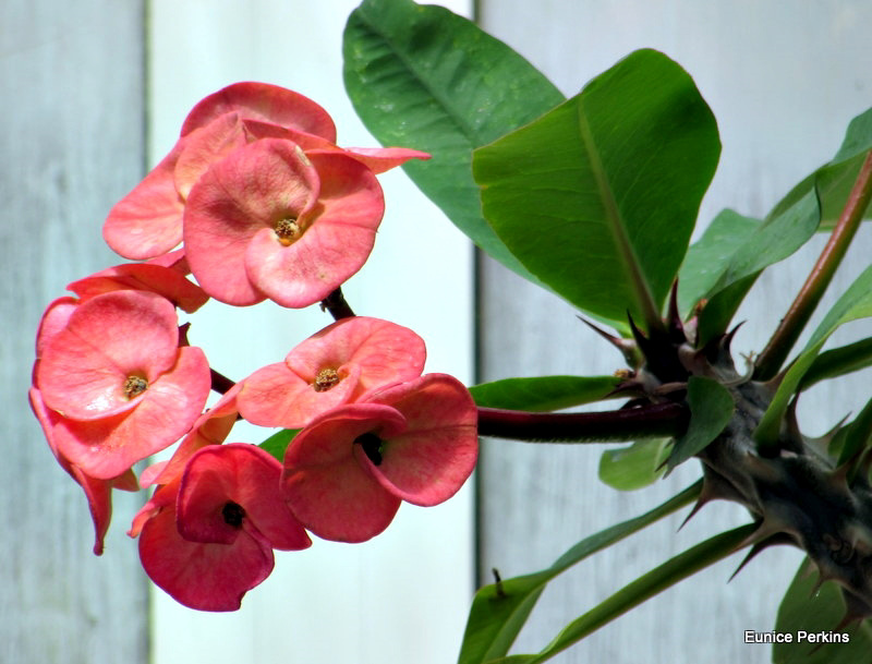 Hothouse Blooms