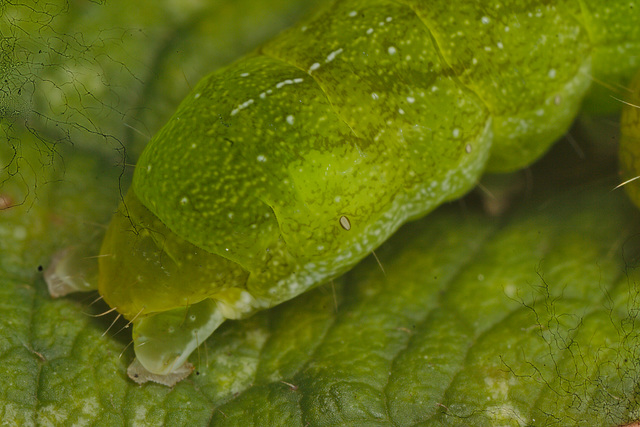 IMG 0219caterpillarcloseup