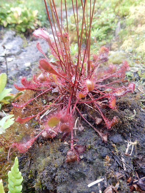 053 Sonnentau benötigt ein Gartenmoor