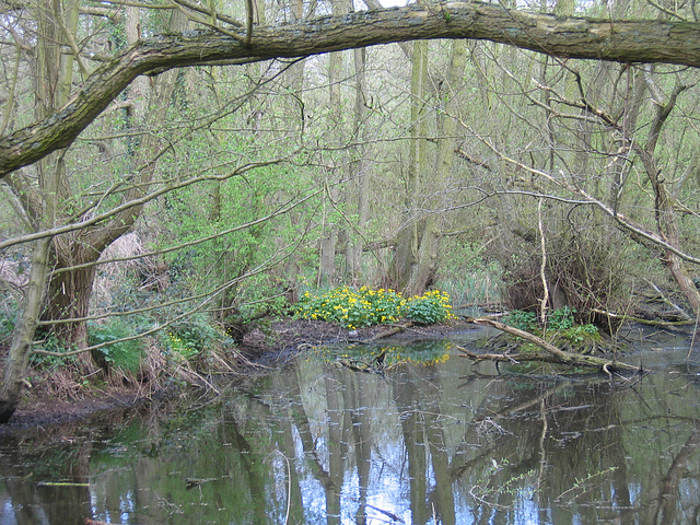 Marsh Marigolds at Hillditch Pool