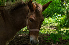 Balade à Alix (Rhône) - mule