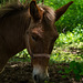 Balade à Alix (Rhône) - mule