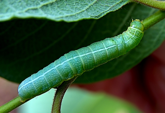 Caterpillar