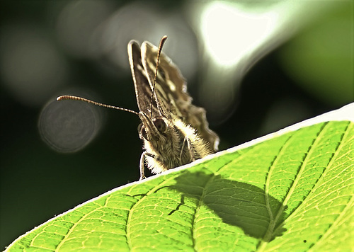 Speckled Wood. Pararge aegeria