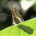 Speckled Wood. Pararge aegeria