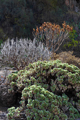 im Jardín Botánico Canario (© Buelipix)