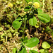 20230531 0486CPw [D~LIP] Kleiner Klee (Trifolium dubium agg), UWZ, Bad Salzuflen
