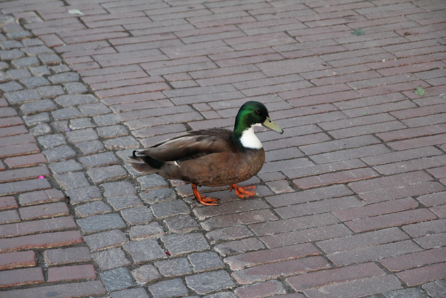 Ente am Luisenplatz