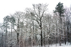 Snowy Woods