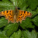 Comma Butterfly