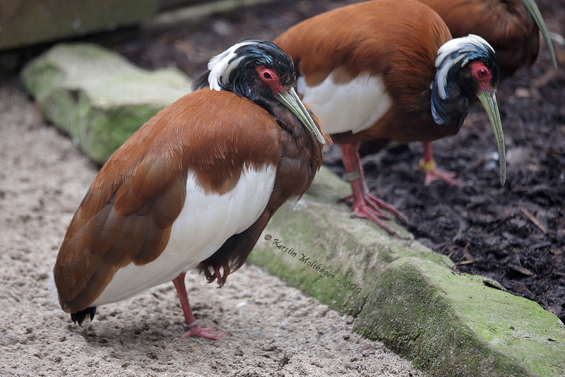 Mähnenibis (Zoo Heidelberg)