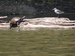 Painted turtle & solitary sandpiper