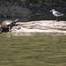 Painted turtle & solitary sandpiper