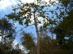 DSCN2055 - embaúba Cecropia cf. pachystachya (ex-adenopus), Urticaceae