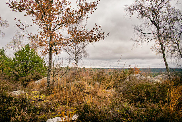 Forêt de Fontainebleau