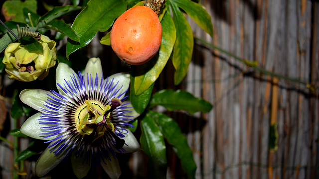 Passiebloem met vrucht