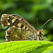 Speckled Wood. Pararge aegeria