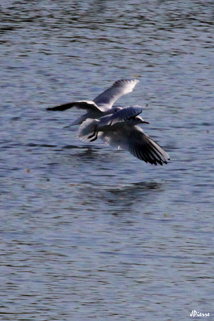 Ebats de mouette