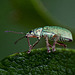 20110519 2990RMw [D~MI] Dickmaulrüssler, Großes Torfmoor, Hille