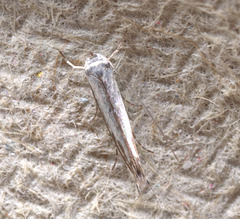 Moth IMG 3822