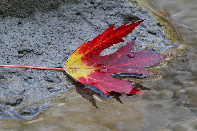 30/50 maple leaf, feuille d'érable