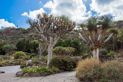 im Jardín Botánico Canario (© Buelipix)