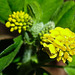 20230531 0488CPw [D~LIP] Kleiner Klee (Trifolium dubium agg), UWZ, Bad Salzuflen