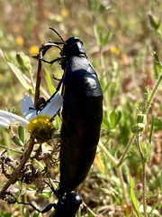 Berberomeloe majolis