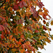 l'automne,