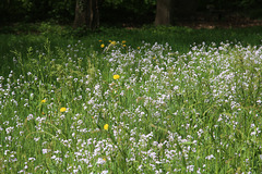 Meadow