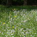 Meadow