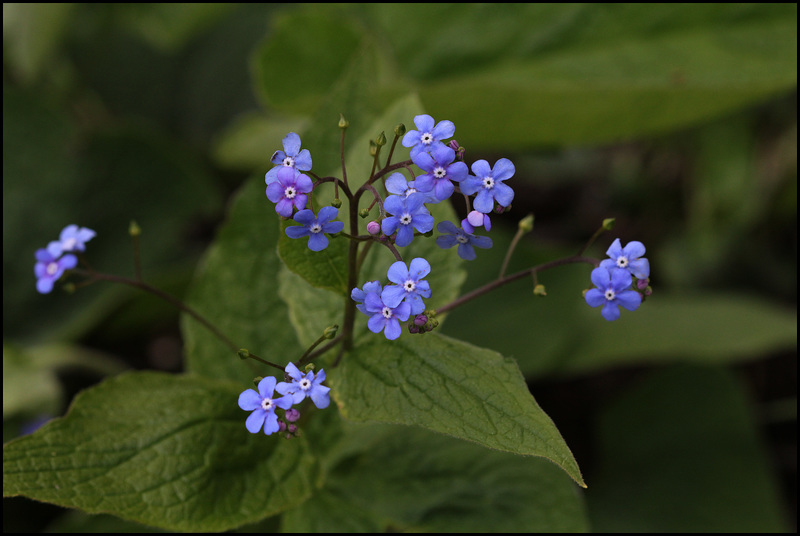 Brunnera (2)