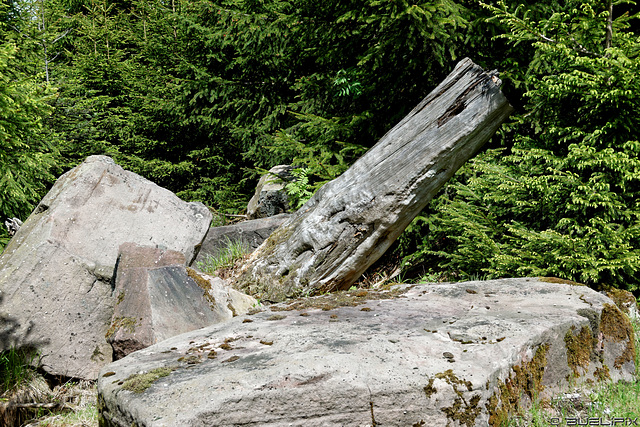 auf dem Sommerberg (© Buelipix)