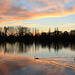 scène de cygnes sur la Seine