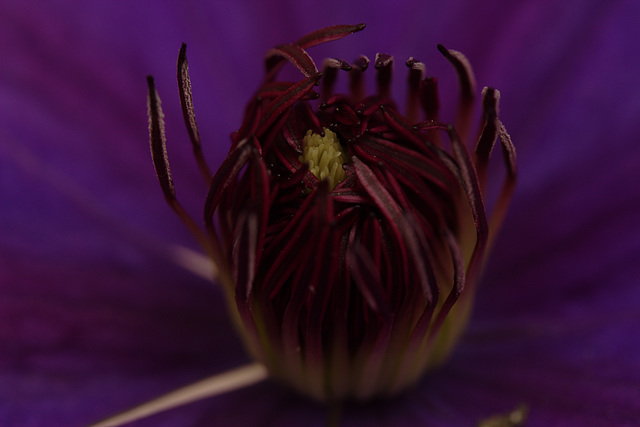 le coeur de la fleur de clématite