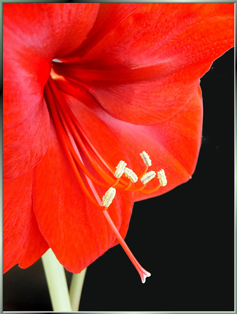 Amaryllis. ©UdoSm