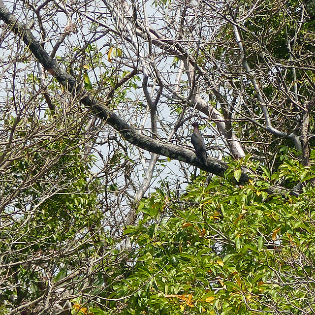 Scaly-necked Pigeon, Little Tobago, Day 3